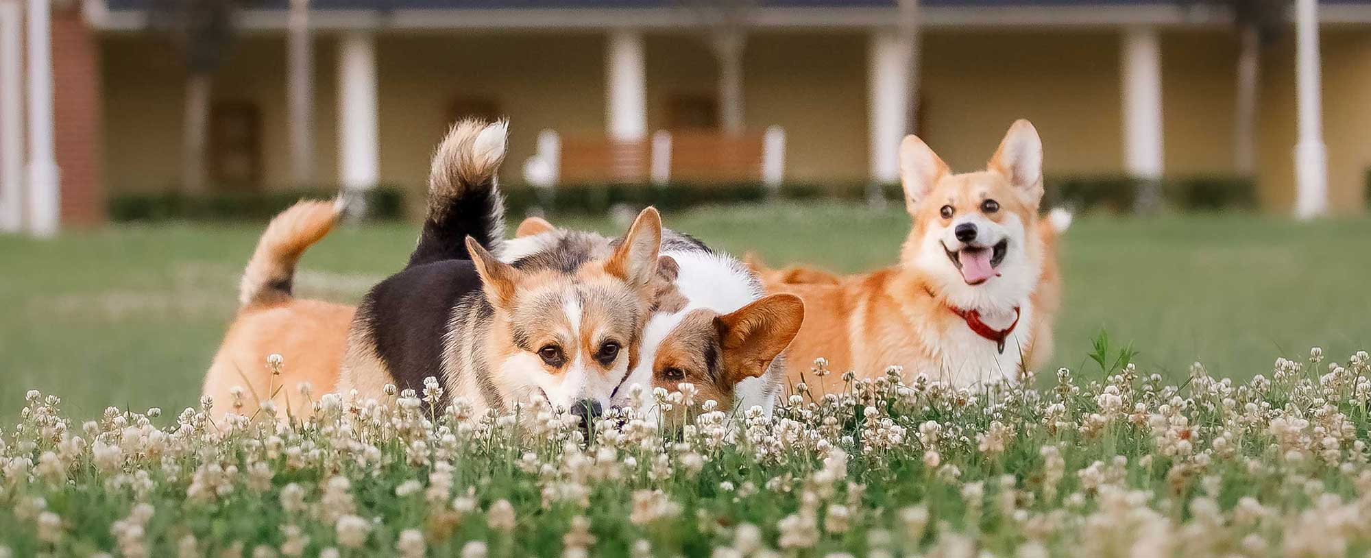 Konforlu Köpek Oteliniz...