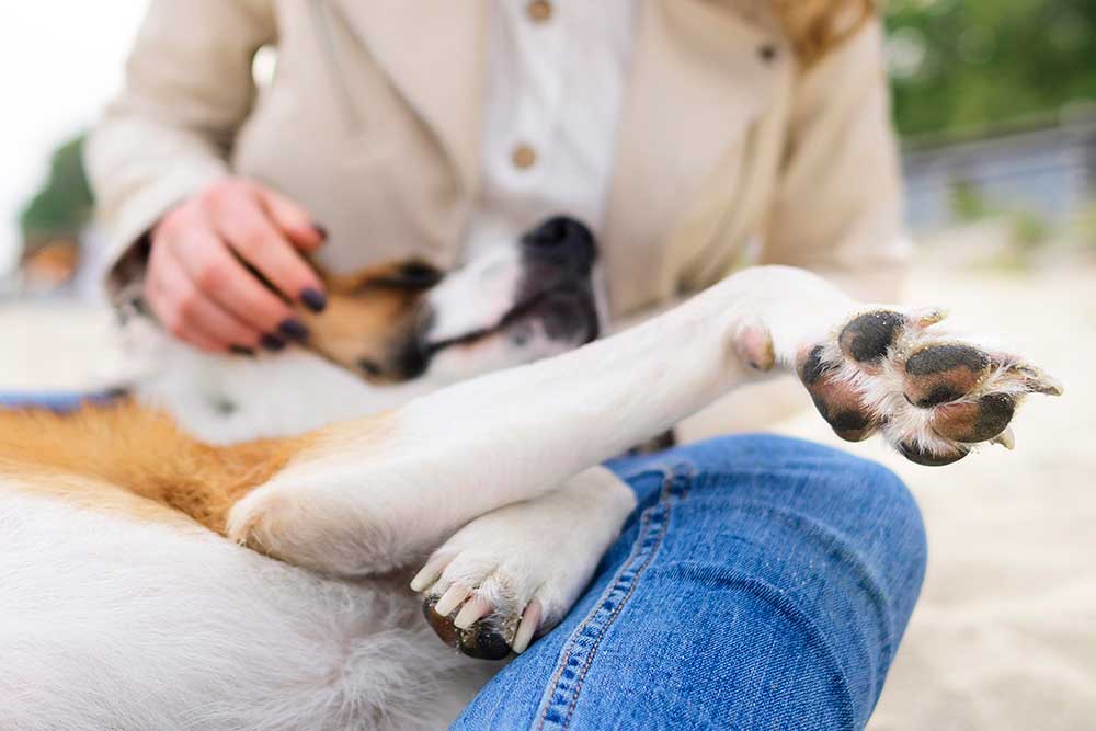 Köpek Pansiyonu Nedir?