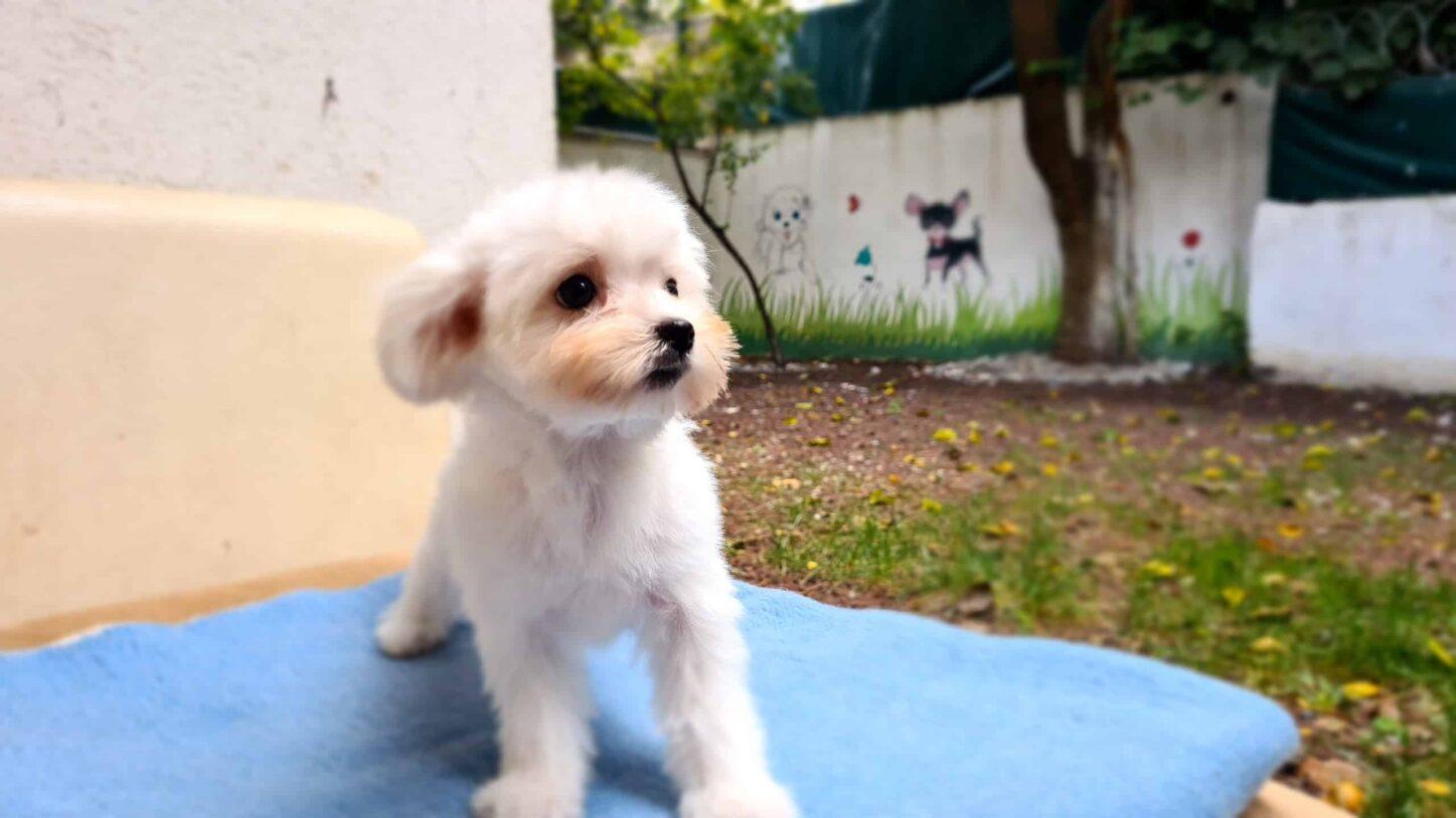 Konforlu Köpek Oteliniz...